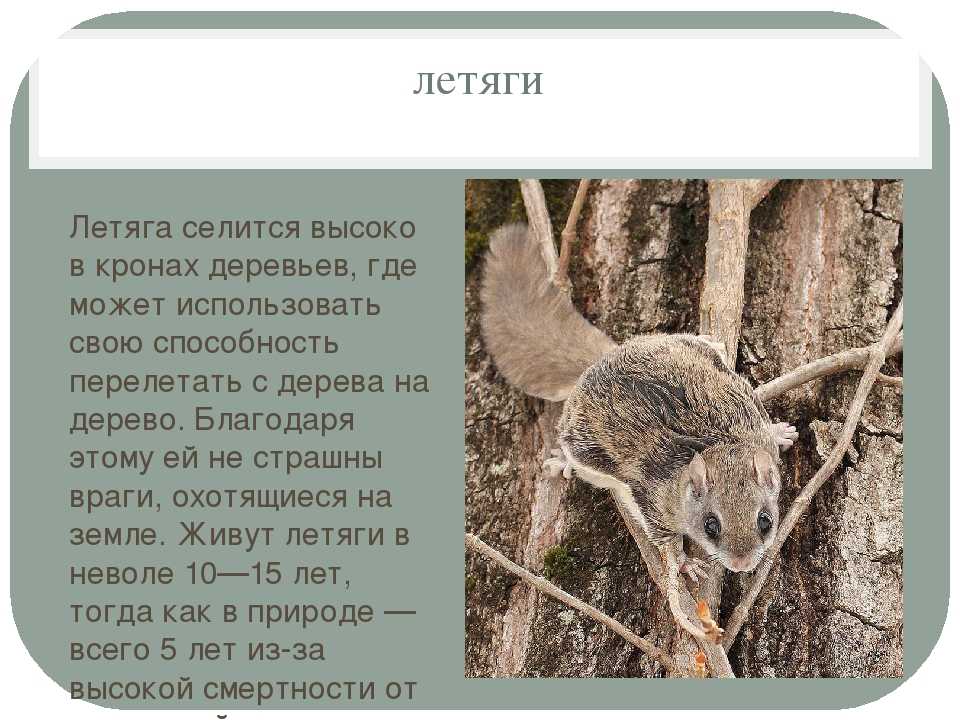 Белка летяга: чем питается, где обитает, содержание и уход, интересные факты, фото