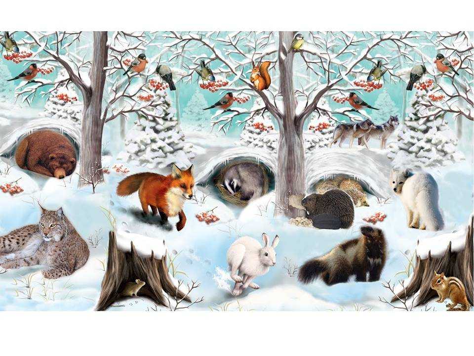 Как разные животные готовятся к зиме