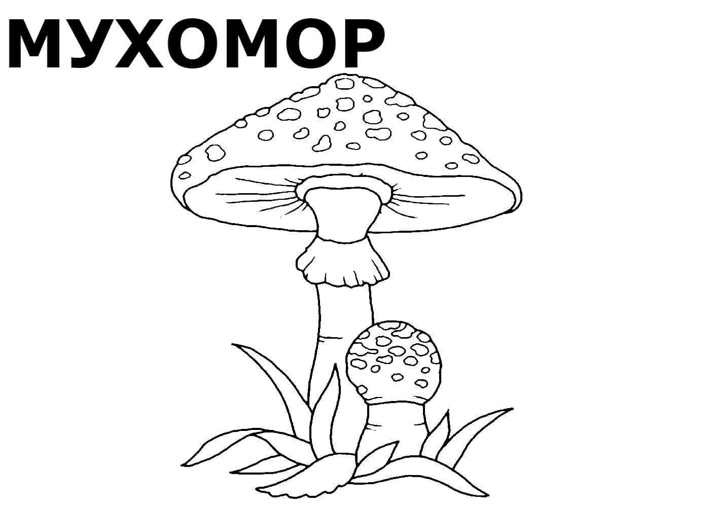 Раскраска грибы для детей распечатать бесплатно или скачать | ozornik.net