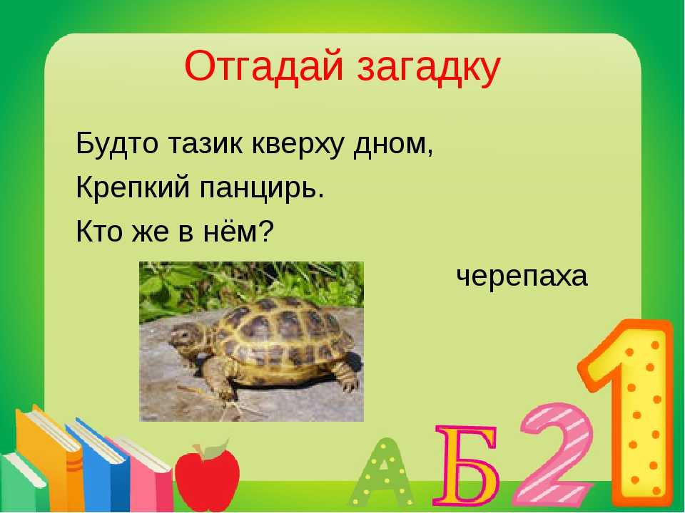 Загадки про черепаху с ответами - я happy мама