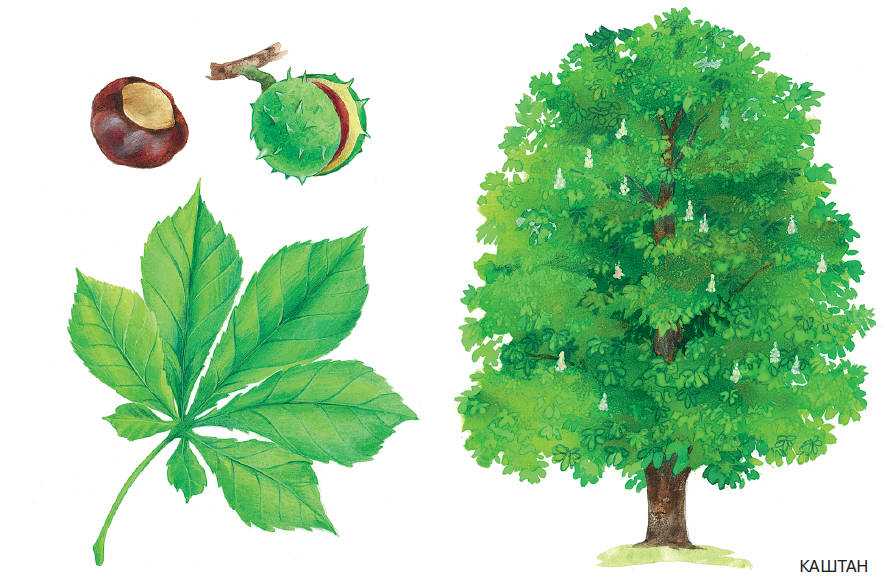 Экологические игры для дошкольников 5 – 7 лет при ознакомлении с деревьями и кустарниками. учебно-методический материал (средняя группа) по теме