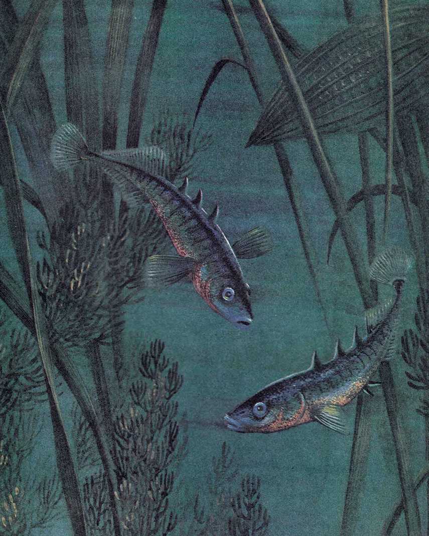 Читать сказку рыбий дом - виталий бианки, онлайн бесплатно с иллюстрациями.