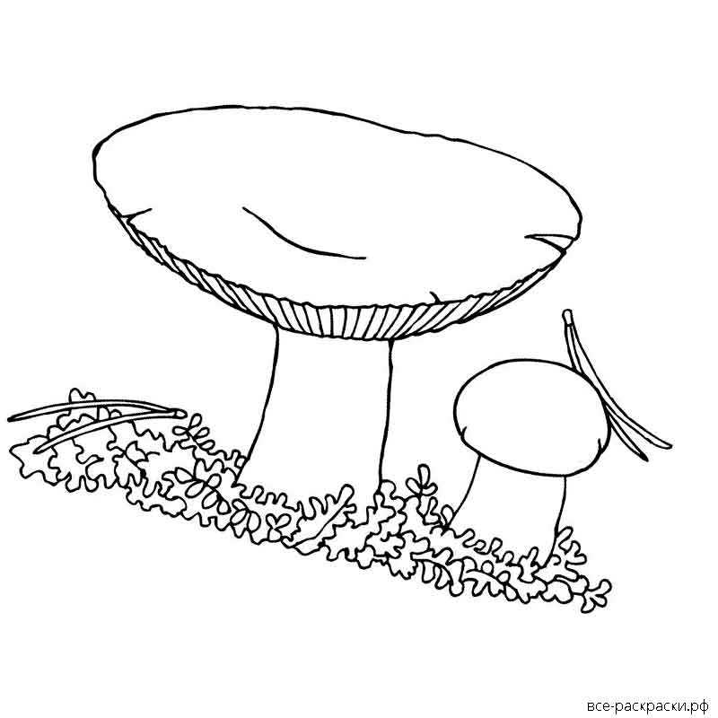 Дидактический материал по теме «грибы. ягоды» 3-5 лет