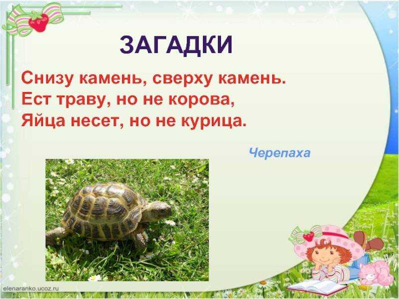 Общение с черепахой и приручение - черепахи.ру - все о черепахах и для черепах