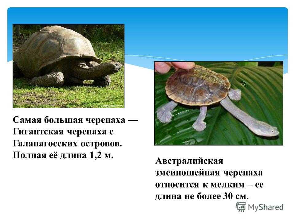 Пляцковский. сказка «о перевернутой черепахе»