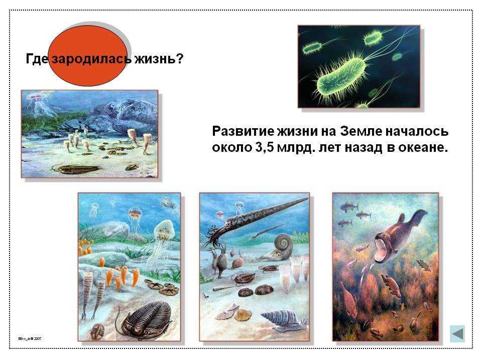 Биография виталия бианки для детей (2, 3, 4 класс) (жизнь и творчество)