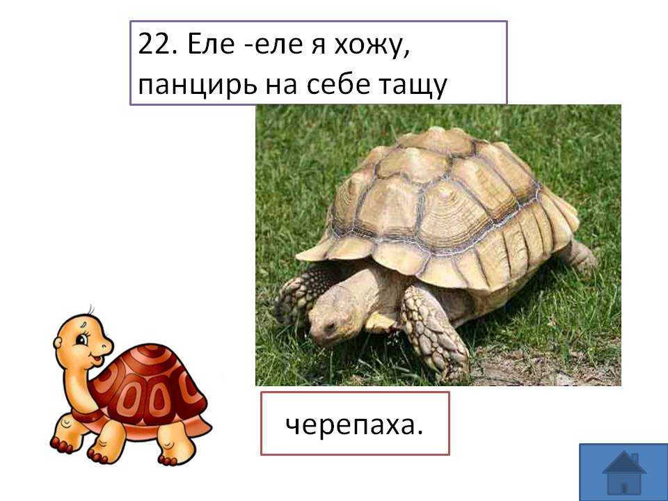 Черепаха и скорпион (узбекская сказка). универсальная хрестоматия. 3 класс