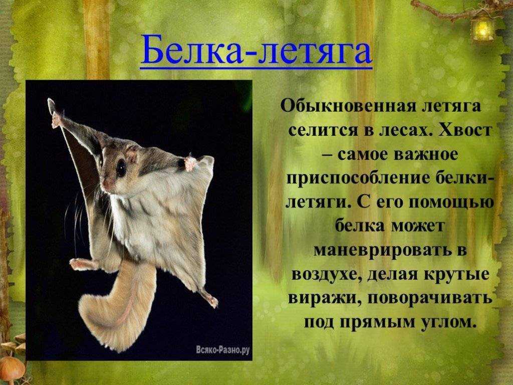 Сахарный летающий поссум (описание, 23 фото)
