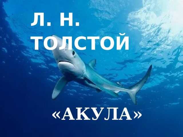 Толстой «акула»