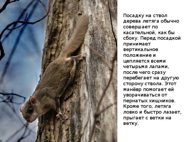 9 популярных снастей для ловли хариуса