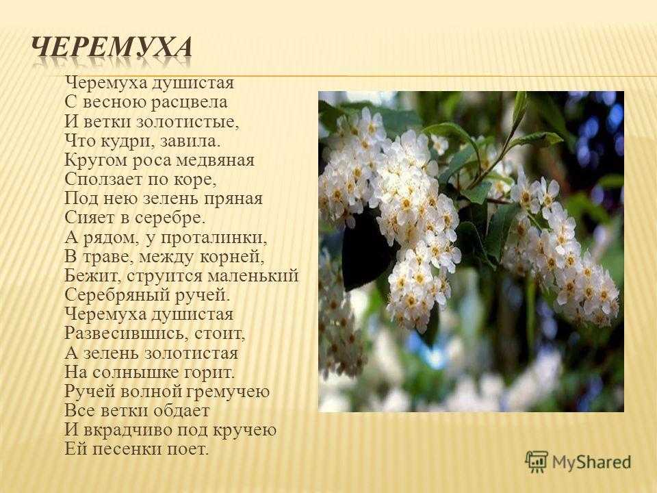 О, июнь грозовой! напугай меня ветром и бурей! стихи про грозу
