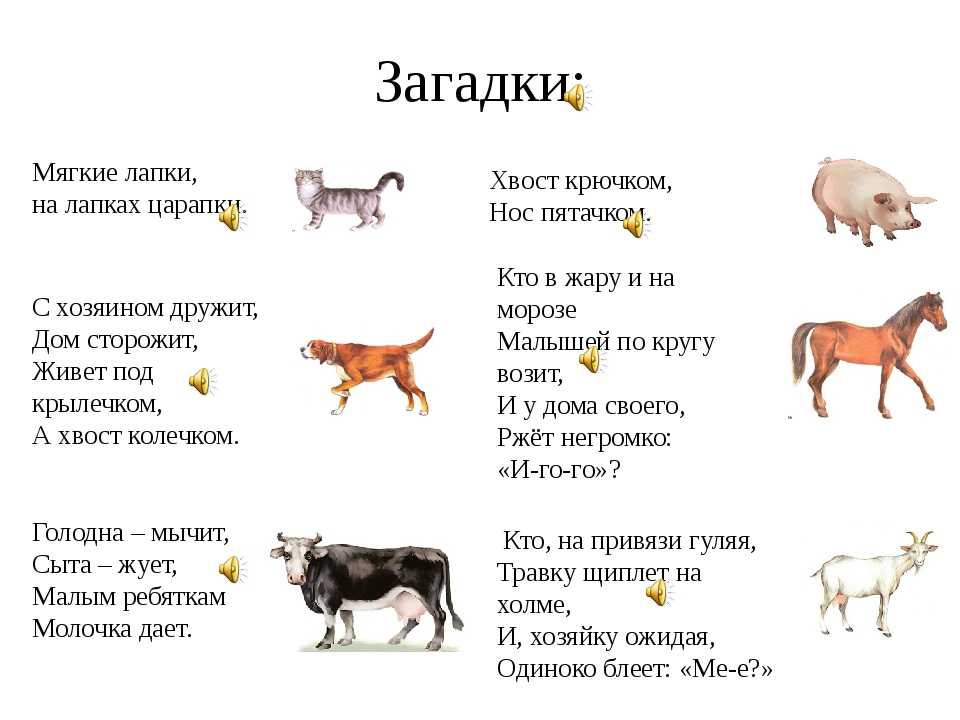 Стихи про животных. детские стихи о животных