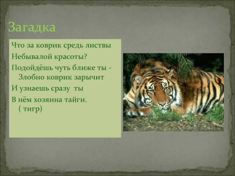 Загадки про тигра для детей с ответами: смешные, прикольные, простые и сложные, шуточные головоломки для малышей и школьников / mama66.ru