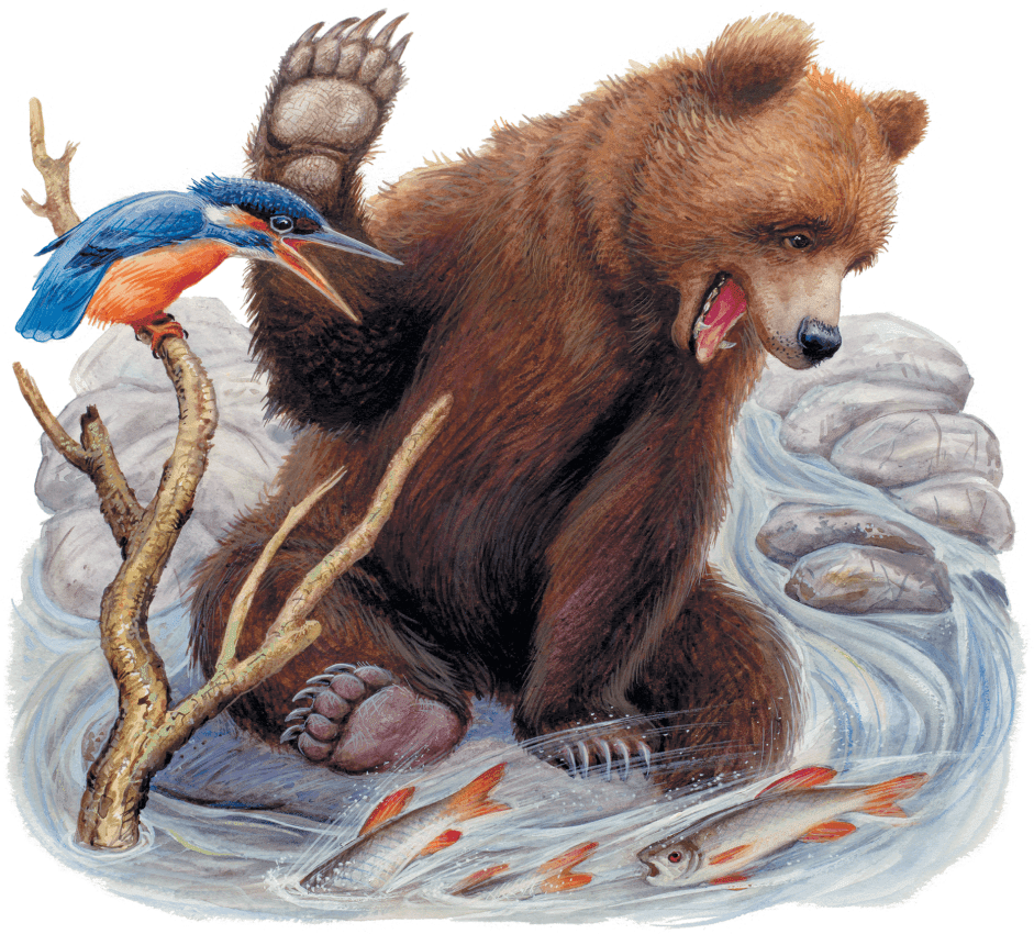 Чарушин медведь рыбак краткое содержание