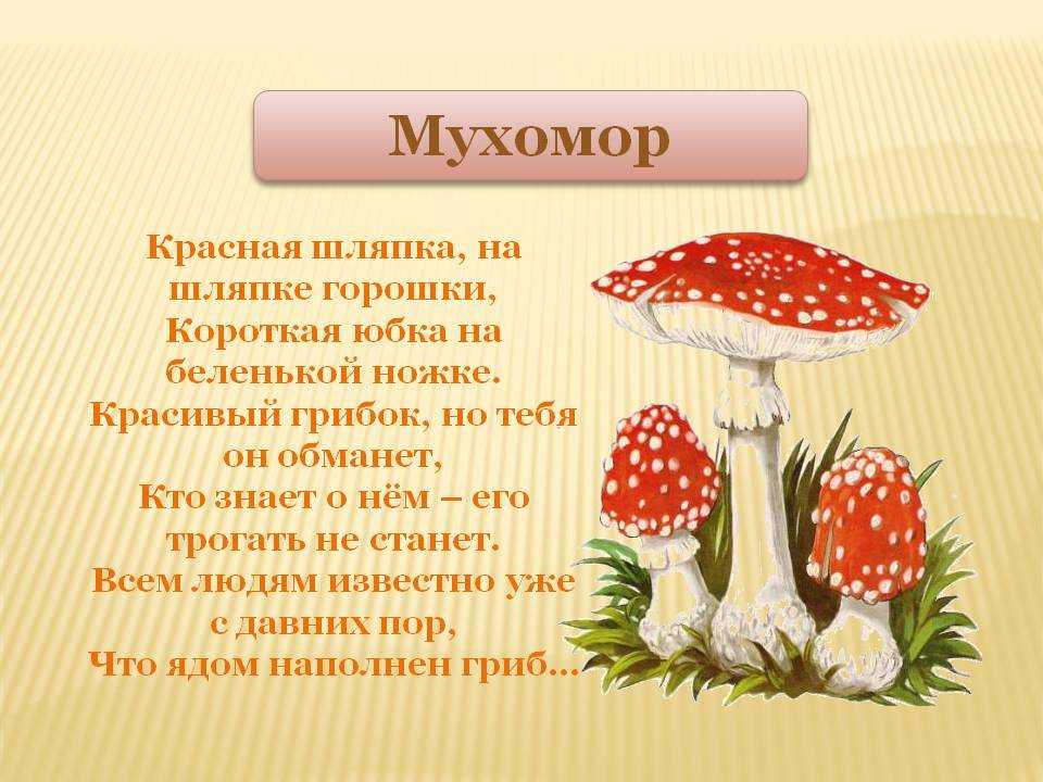Сочинение на тему «грибной дождик» (5-6 класс)