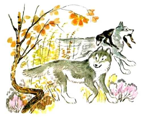 Девочку спасли дикие волки: история, причины, поведение