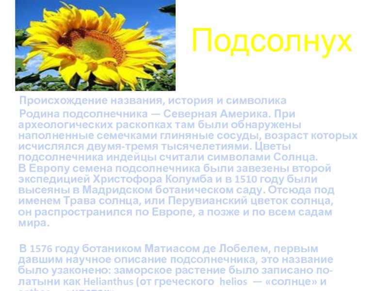 «подсолнушек»: текст и слова песни, исполнители: олег анофриев, зоя харабадзе, id 6098492