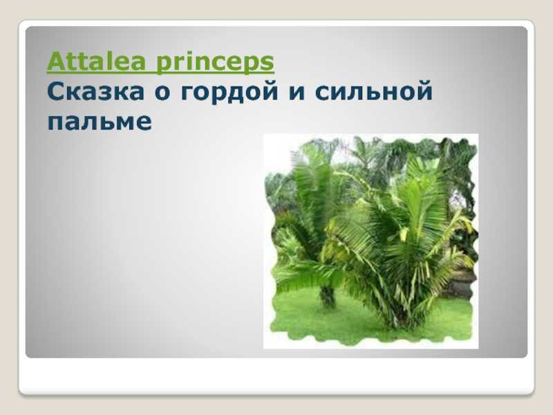 Attalea princeps