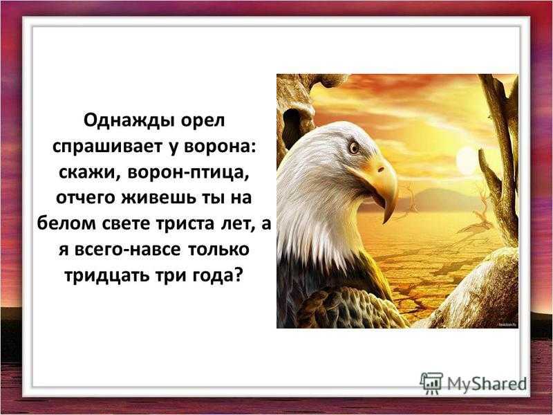 Сорока прилетела во двор: примета