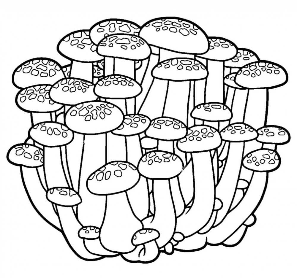 Рисование «грибы» в старшей группе: как интересно провести занятие и научить основам композиции