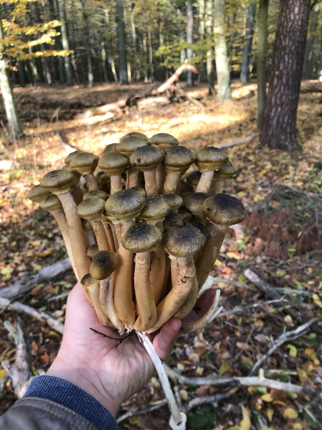 Какие грибы растут в октябре, в начале и в конце месяца