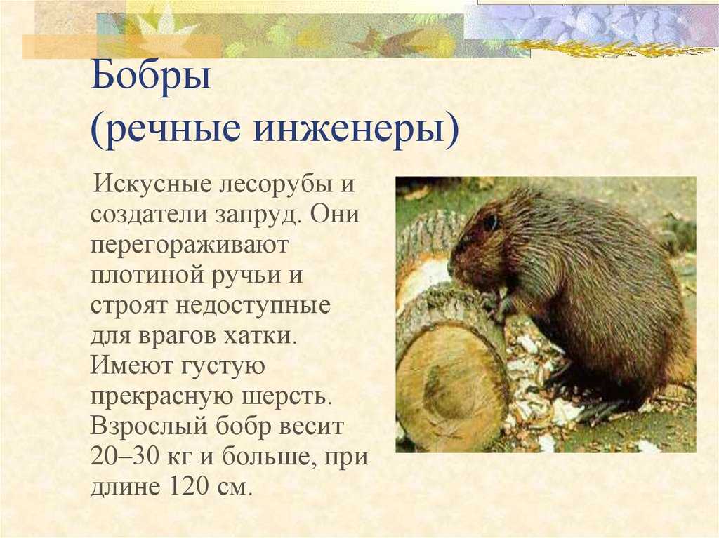 Природные строители: секреты жизни бобров - жизнь - info.sibnet.ru