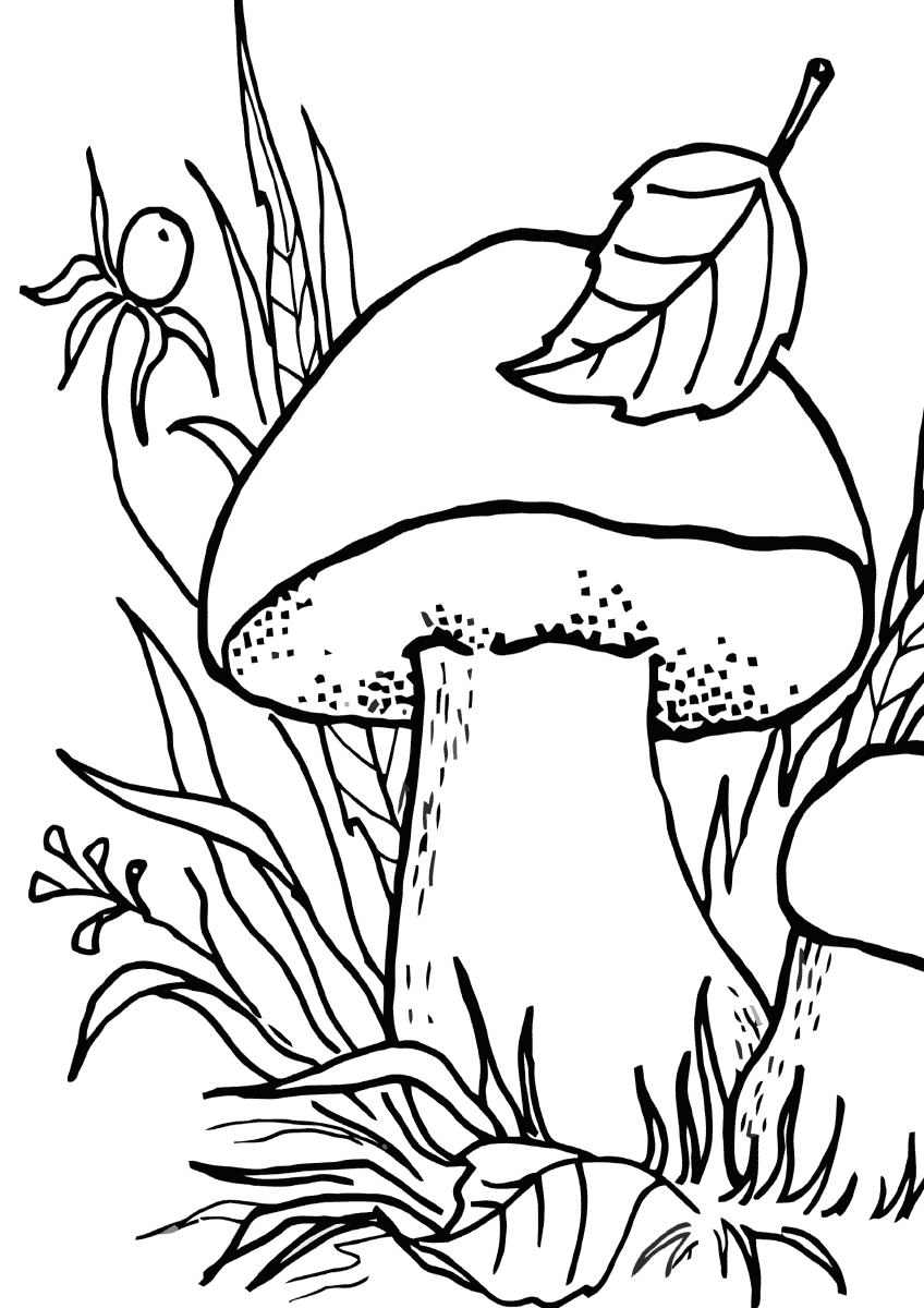 Рисование грибы в старшей группе: изображение съедобных и ядовитых поэтапно, рисование ягод, поляны, корзины, конспект занятия, фото, видео